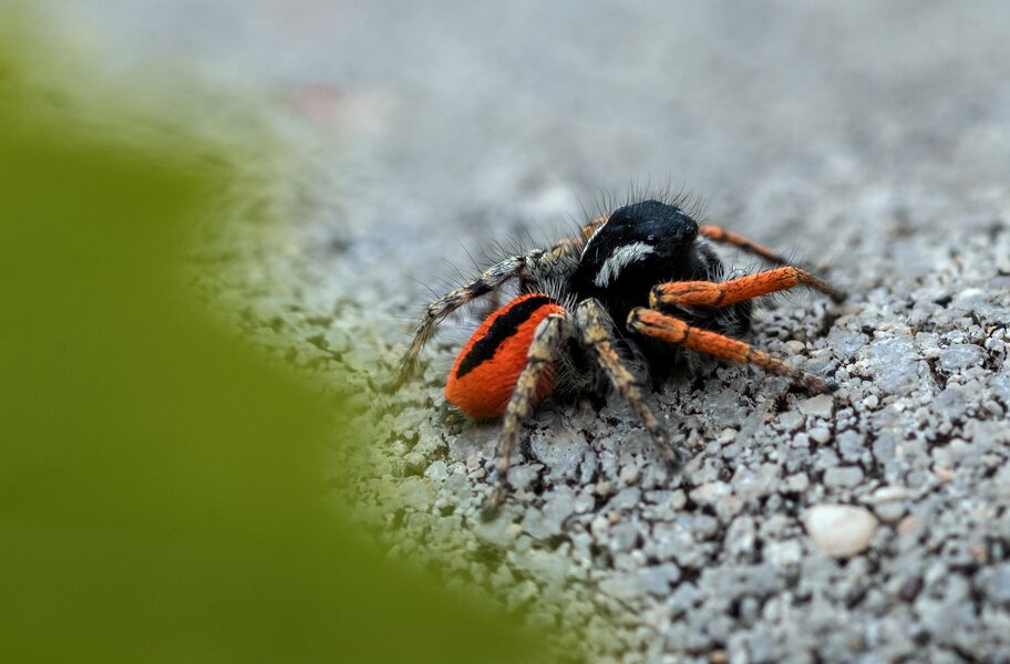 Illustration de la thérapie TCC pour les phobies